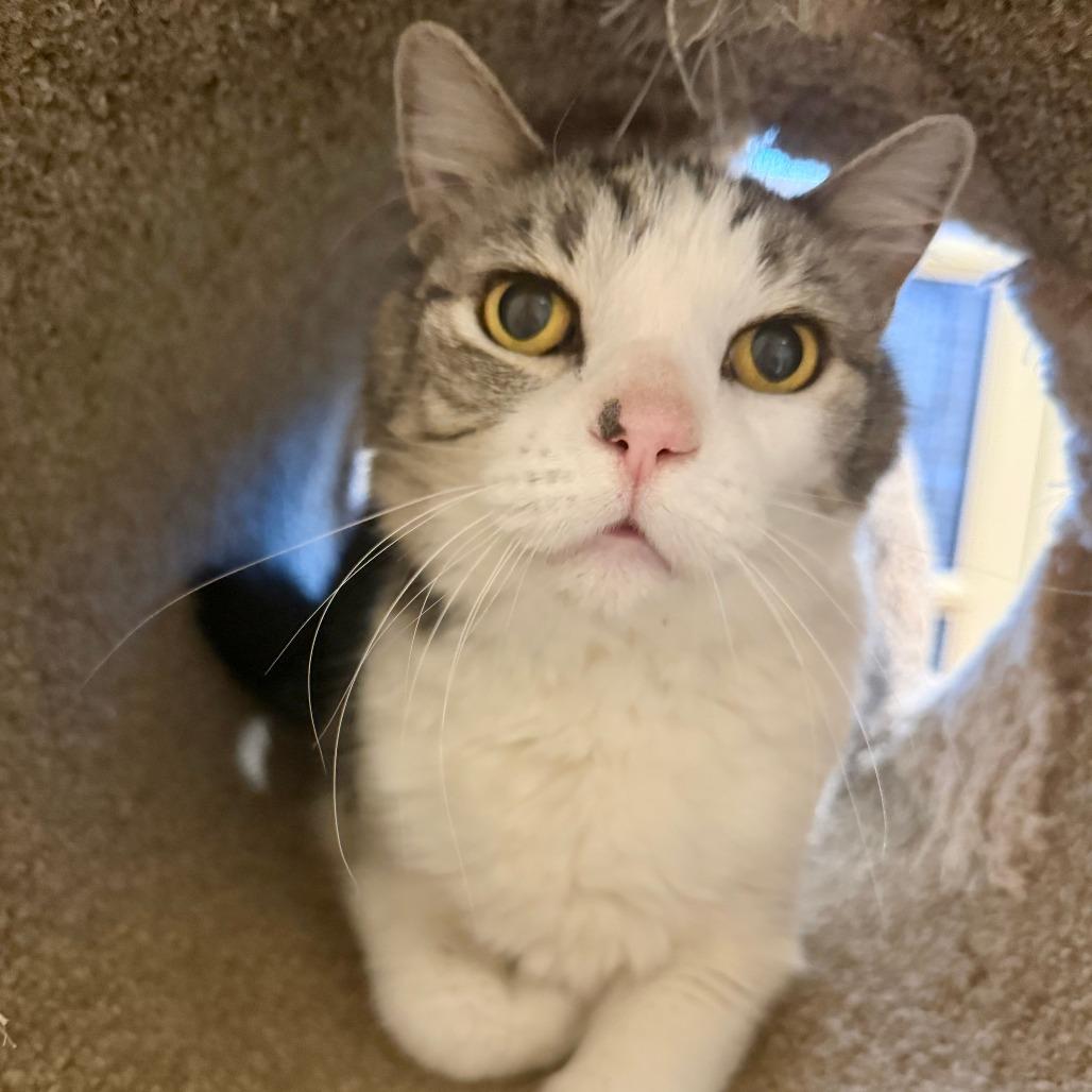 Enlarge Kona, a Adoptable Domestic Short Hair in Agoura Hills, CA image 1/6