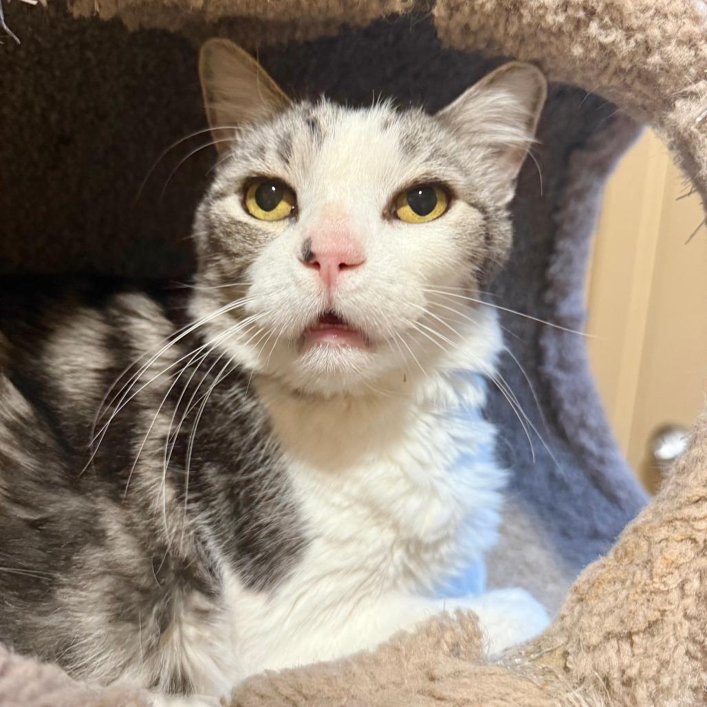 Enlarge Kona, a Adoptable Domestic Short Hair in Agoura Hills, CA image 5/6