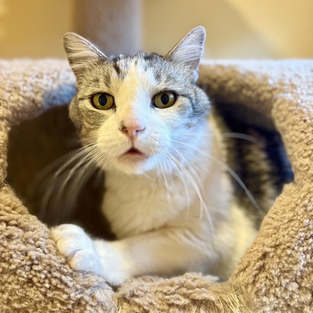 Enlarge Kona, a Adoptable Domestic Short Hair in Agoura Hills, CA image 6/6