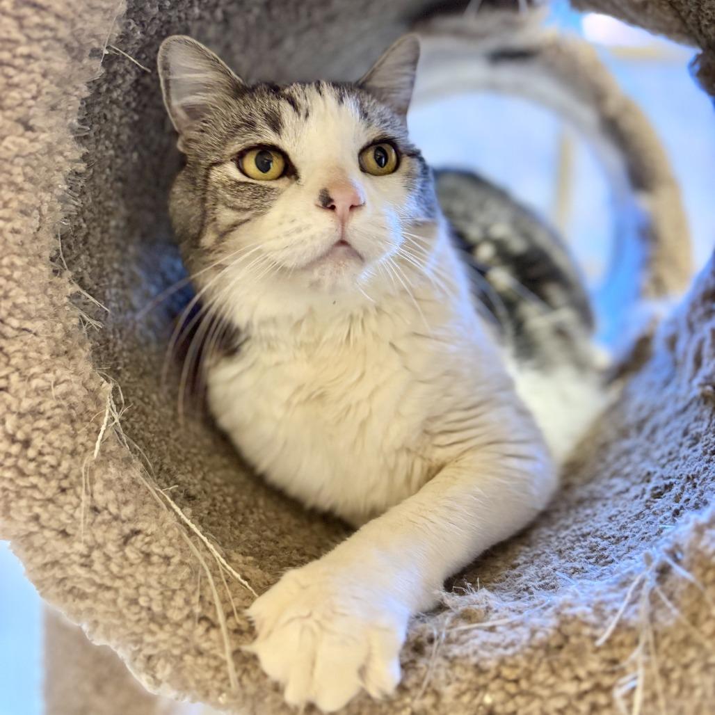 Kona, Adoptable, Senior Male Domestic Short Hair.