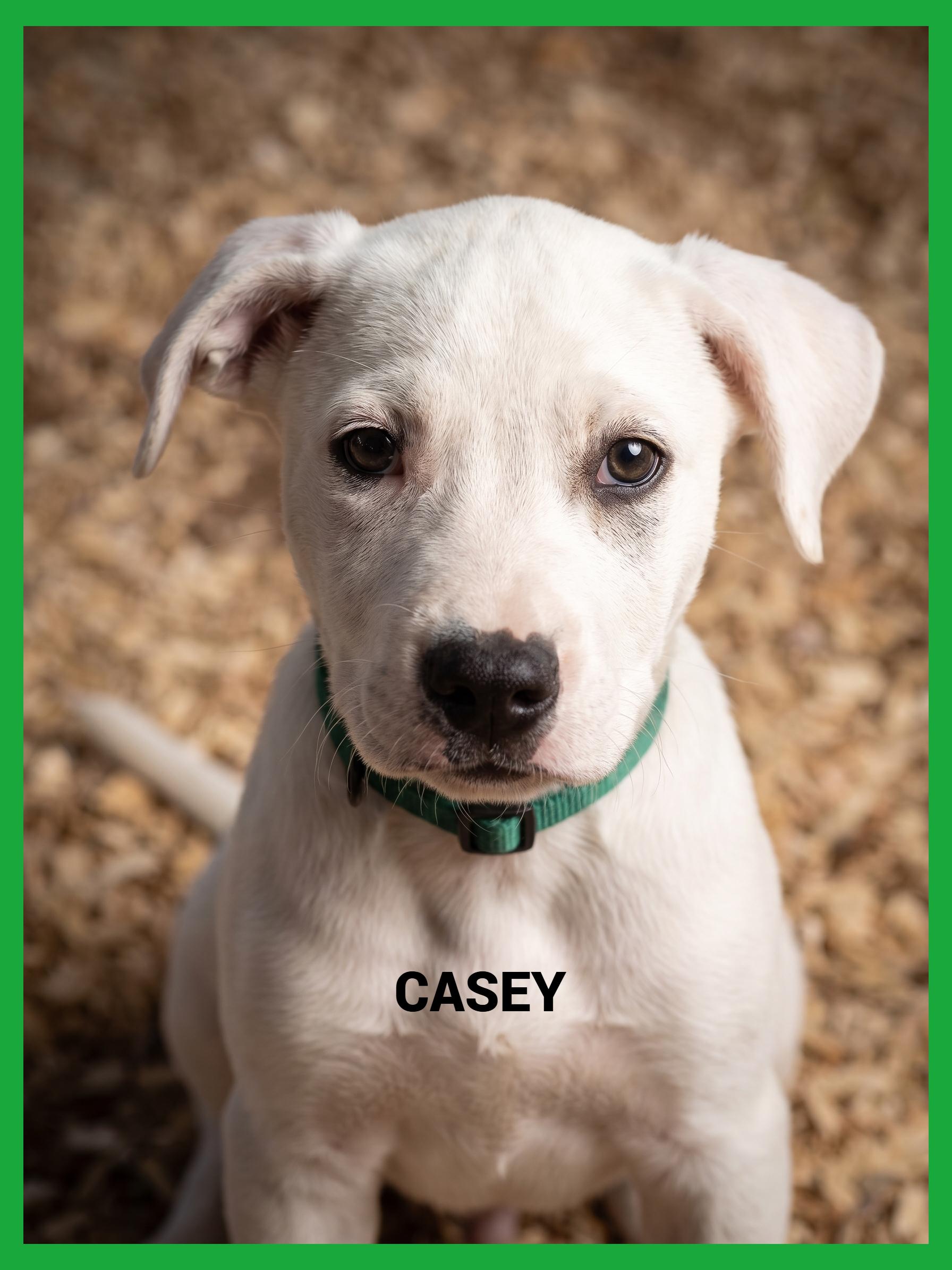 Casey, a ADOPTABLE mixed breed in Granbury, TX image 2/3
