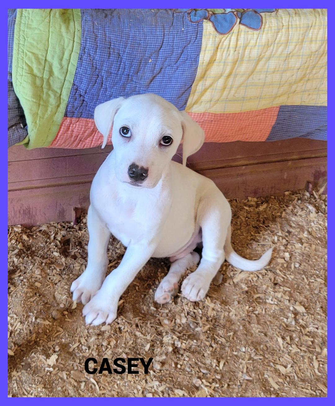 Casey, ADOPTABLE, Puppy Male Mixed Breed.