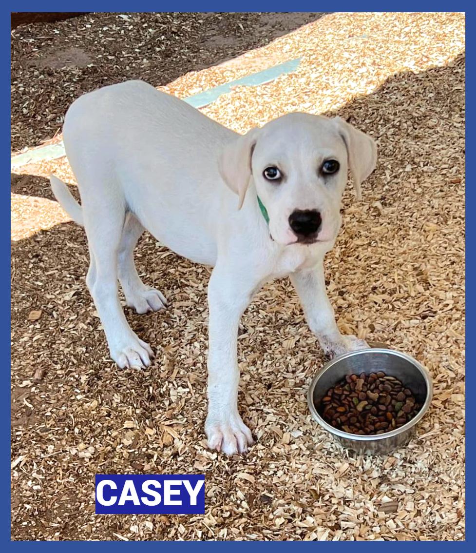 Casey, ADOPTABLE, Puppy Male Mixed Breed.