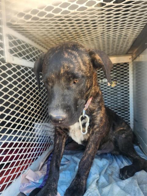 Star Lord - URGENT, Adoptable, Puppy Male Mastiff.