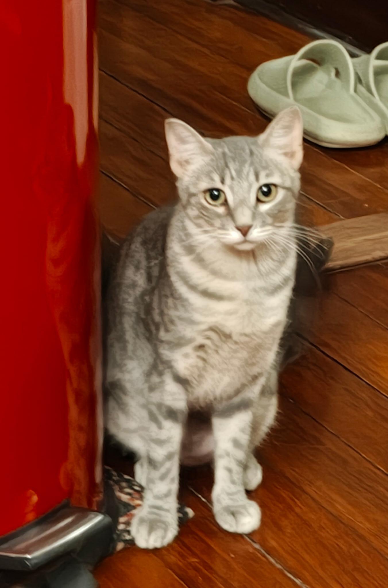 Misty, Adopted, Young Female Domestic Short Hair.