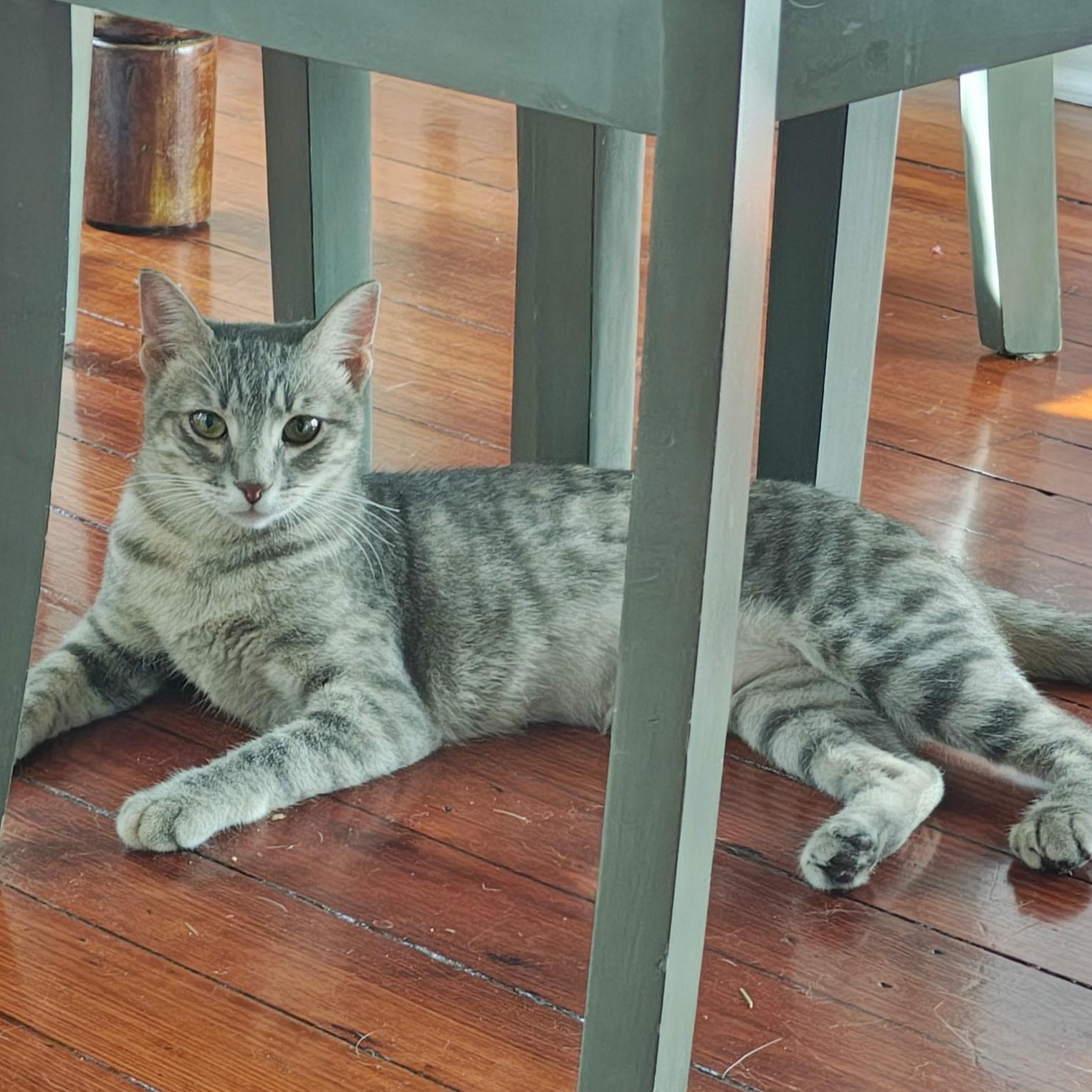 Enlarge Misty, a Adopted Domestic Short Hair in Chaska, MN image 3/3