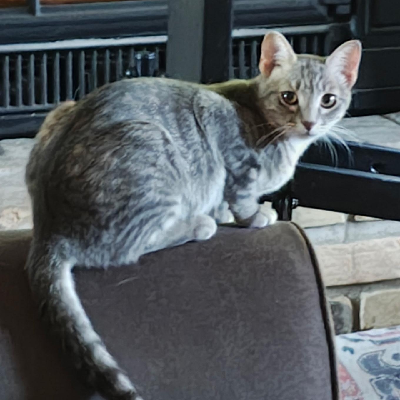 Enlarge Misty, a Adopted Domestic Short Hair in Chaska, MN image 2/3