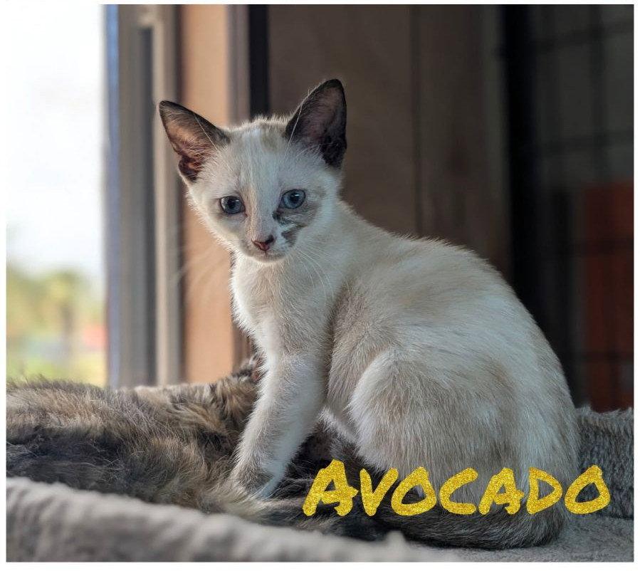 Enlarge Avocado & Asparagus 4.12.26 (med waiver), a Adoptable Snowshoe in Apopka, FL image 1/1