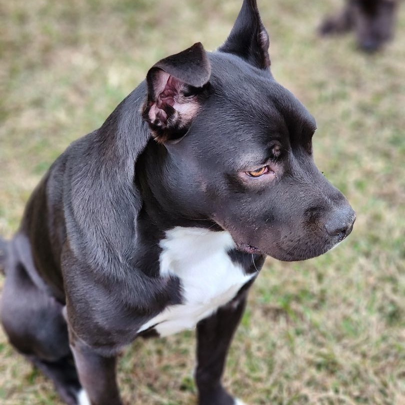 Enlarge Marlena, a Adoptable mixed breed in Bedminster, NJ image 4/6