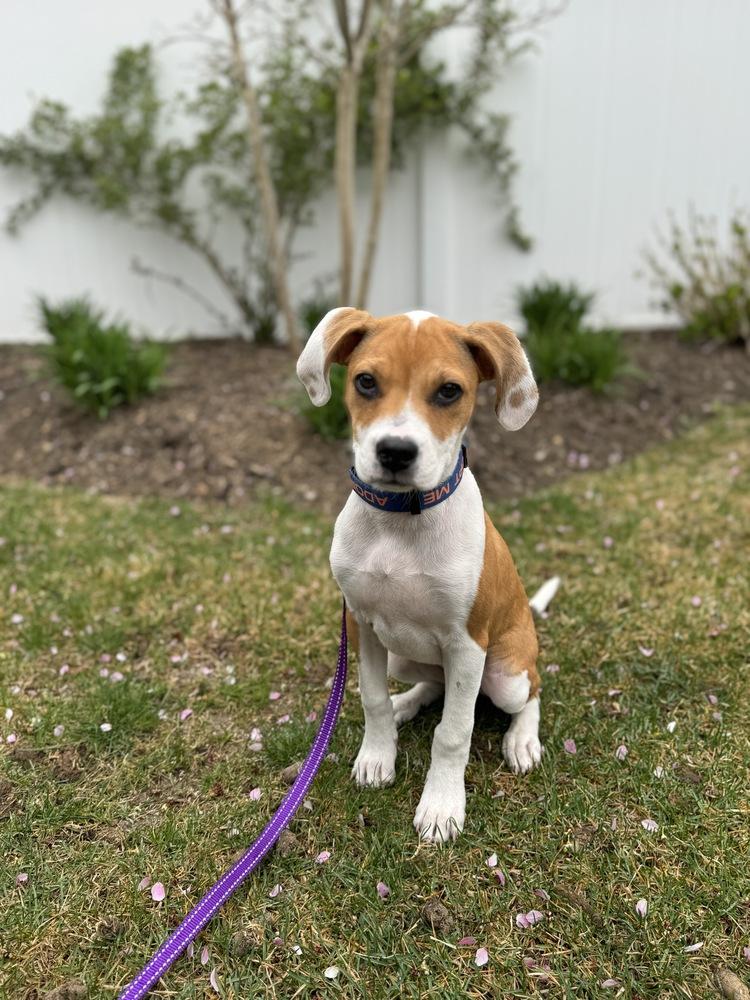 Enlarge Freckles, a Adoptable mixed breed in Greenlawn, NY image 2/6