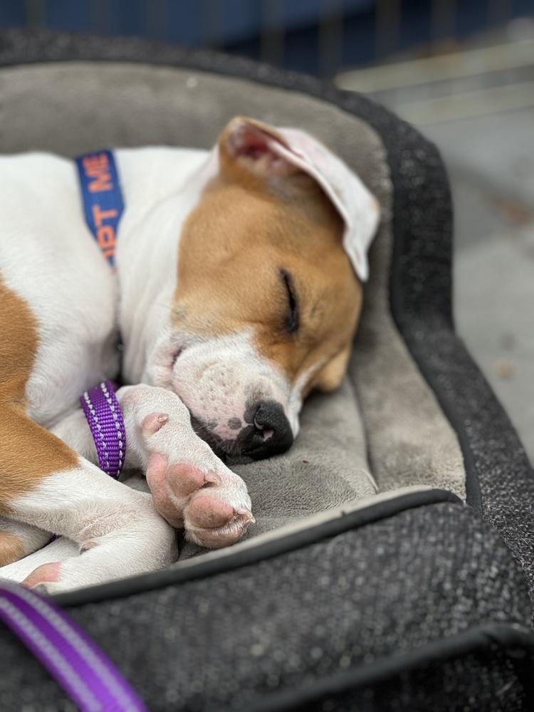 Enlarge Freckles, a Adoptable mixed breed in Greenlawn, NY image 3/6