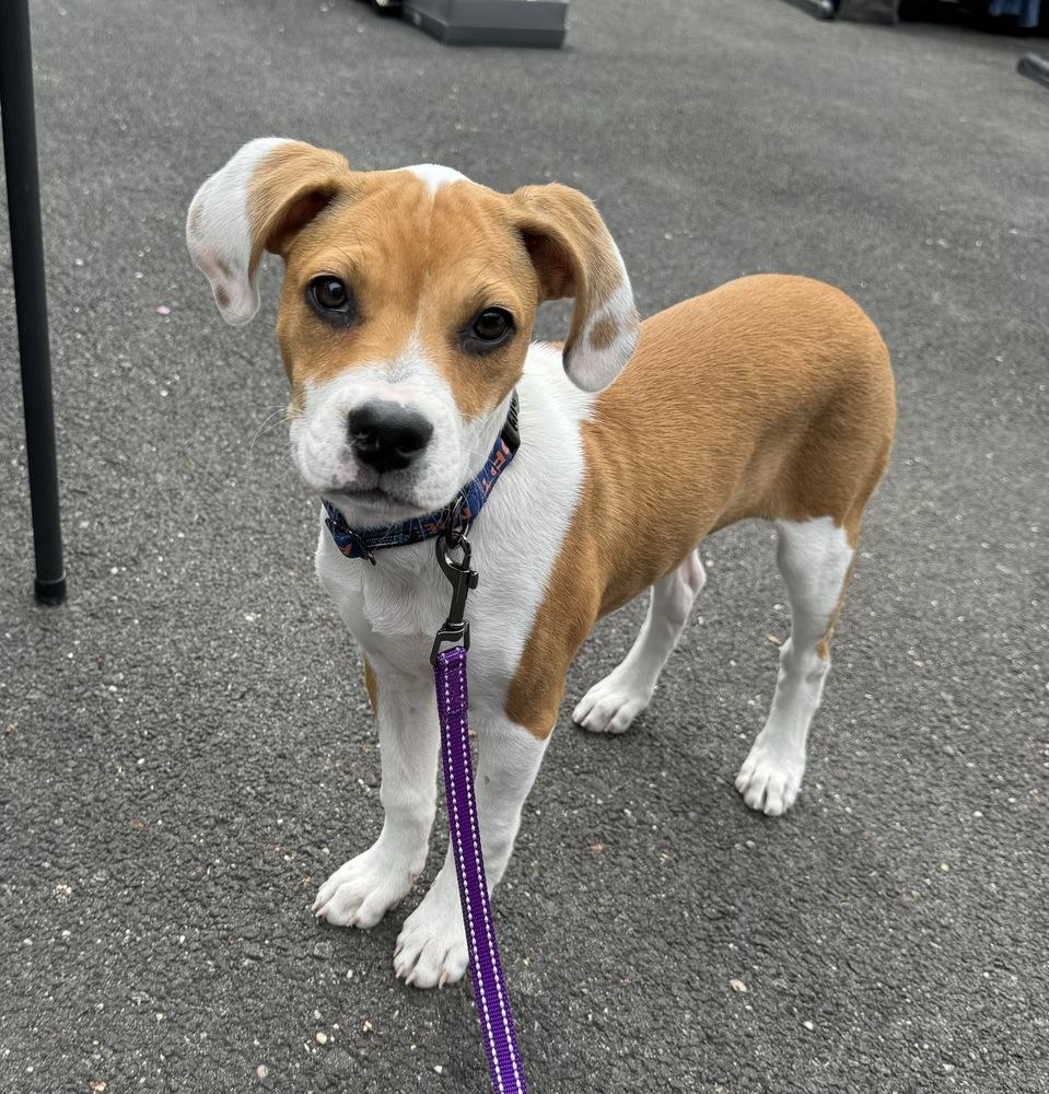 Enlarge Freckles, a Adoptable mixed breed in Greenlawn, NY image 4/6