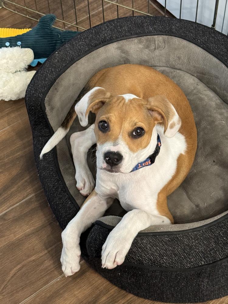 Enlarge Freckles, a Adoptable mixed breed in Greenlawn, NY image 5/6