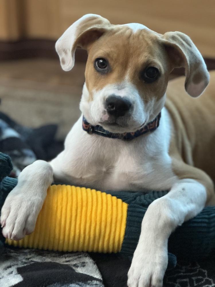 Enlarge Freckles, a Adoptable mixed breed in Greenlawn, NY image 6/6