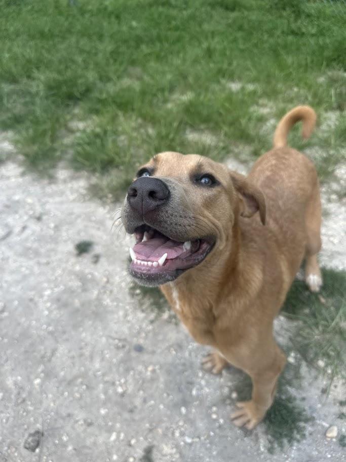 Blossom, an adopted mixed breed in Ocean View, NJ image 3/4