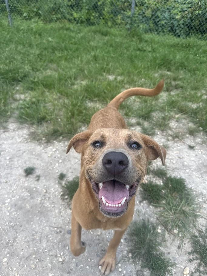 Blossom, an adopted mixed breed in Ocean View, NJ image 2/4