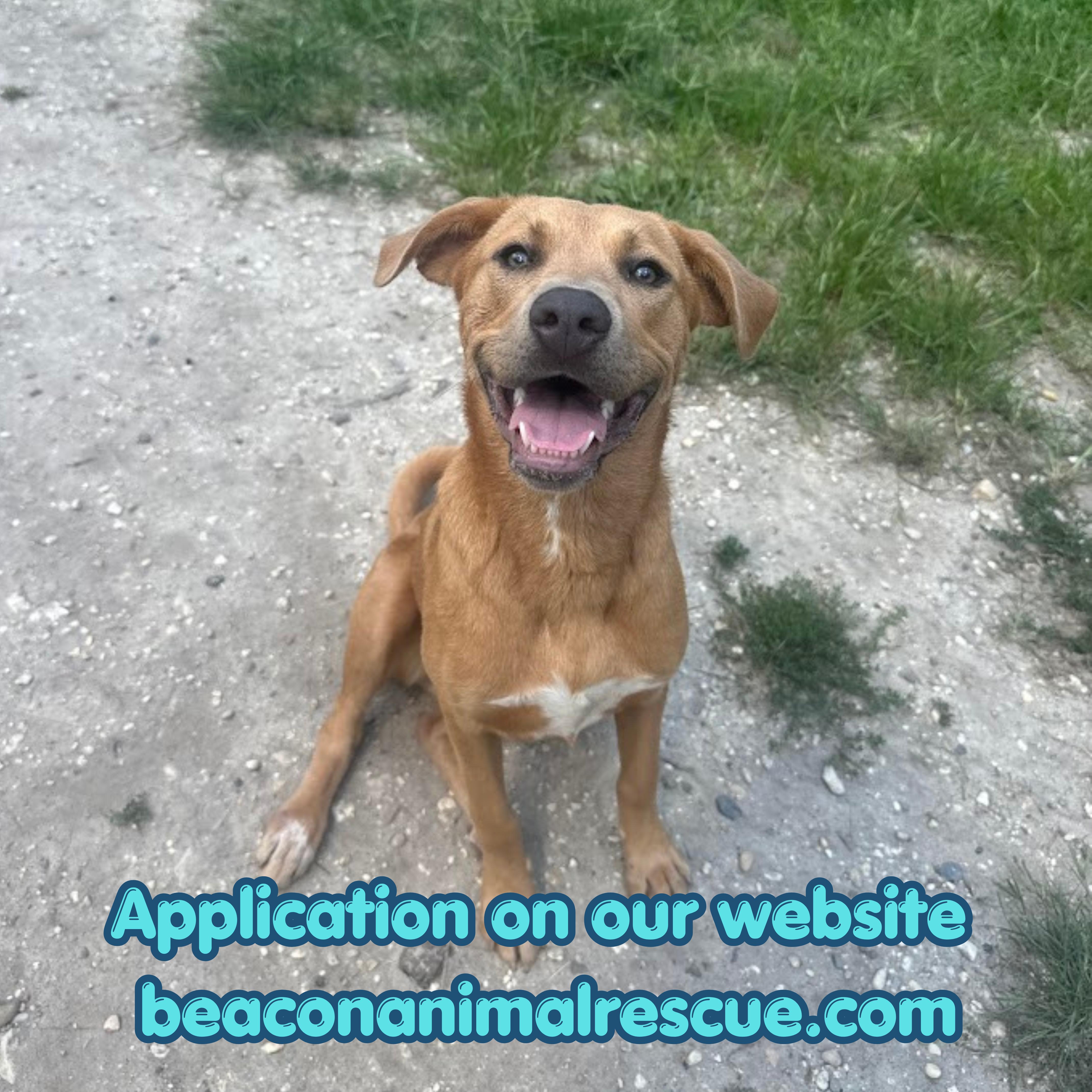 Blossom, adopted, Puppy Female Mixed Breed.