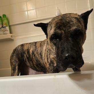 Enlarge Gianna, a Adoptable Presa Canario in Oswego, IL image 1/5