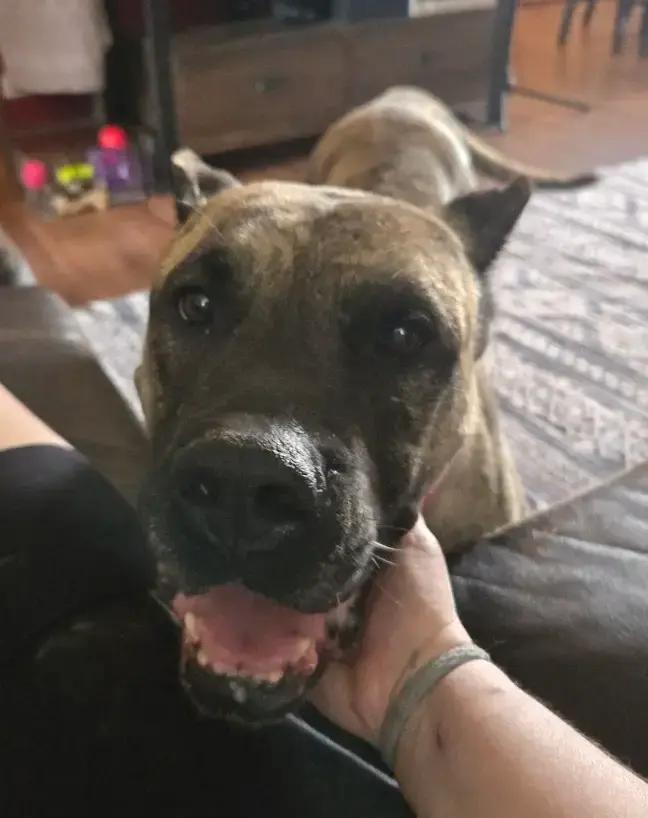 Enlarge Gianna, a Adoptable Presa Canario in Oswego, IL image 2/5