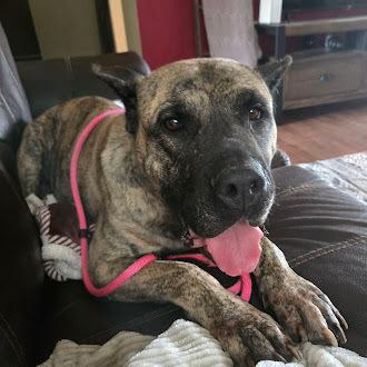 Enlarge Gianna, a Adoptable Presa Canario in Oswego, IL image 3/5
