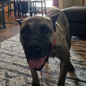 Enlarge Gianna, a Adoptable Presa Canario in Oswego, IL image 4/5