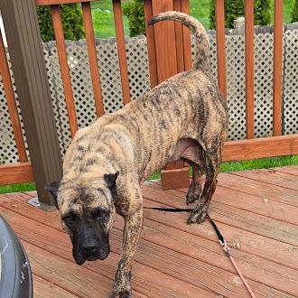 Enlarge Gianna, a Adoptable Presa Canario in Oswego, IL image 5/5