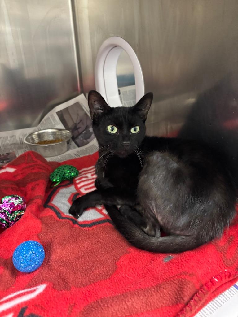 Ellie, Adoptable, Young Female Domestic Short Hair.