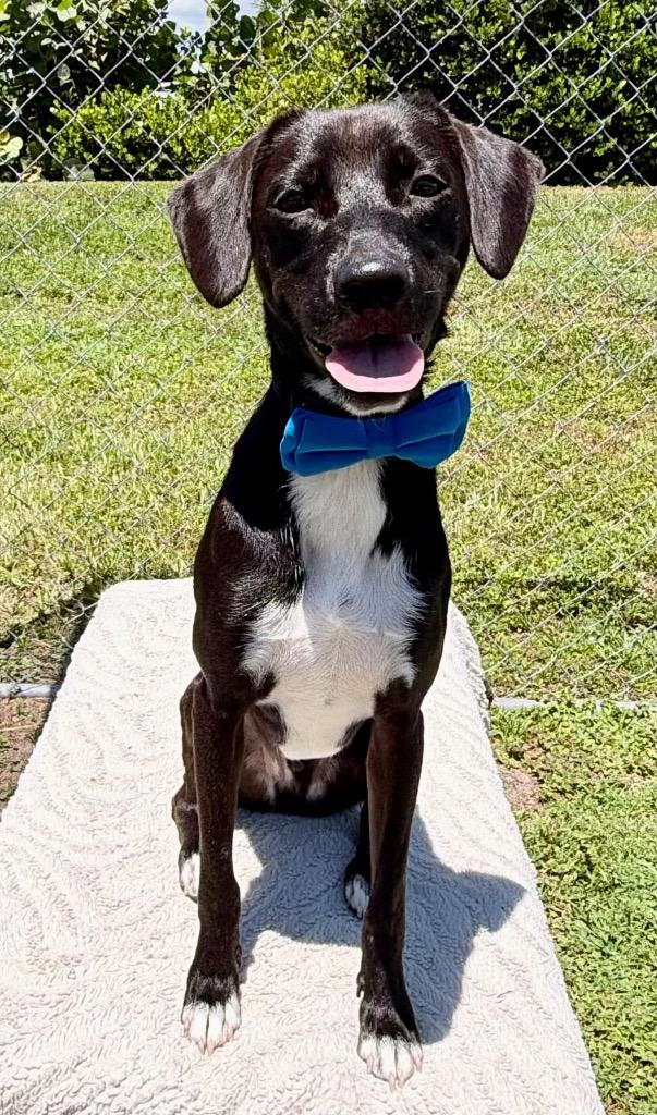 Enlarge Zephyr, a Adoptable mixed breed in Cape Coral, FL image 1/2