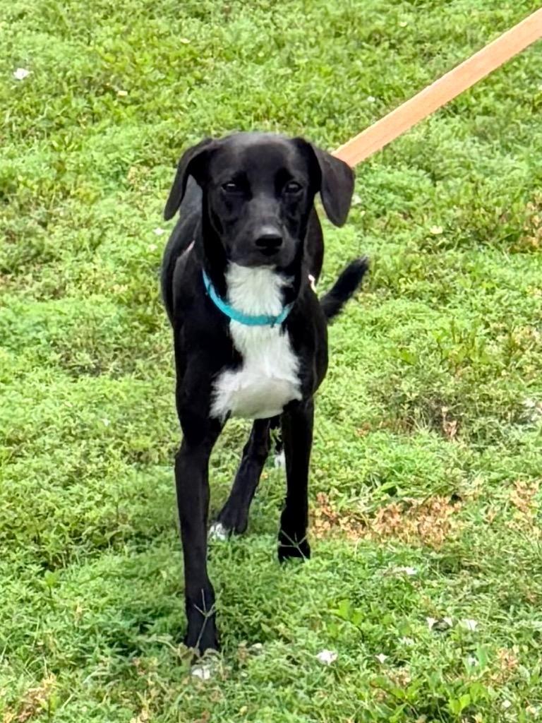 Enlarge Zephyr, a Adoptable mixed breed in Cape Coral, FL image 2/2