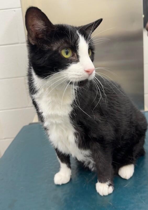 Enlarge Nellie, a Adoptable Domestic Short Hair in Mobile, AL image 1/1