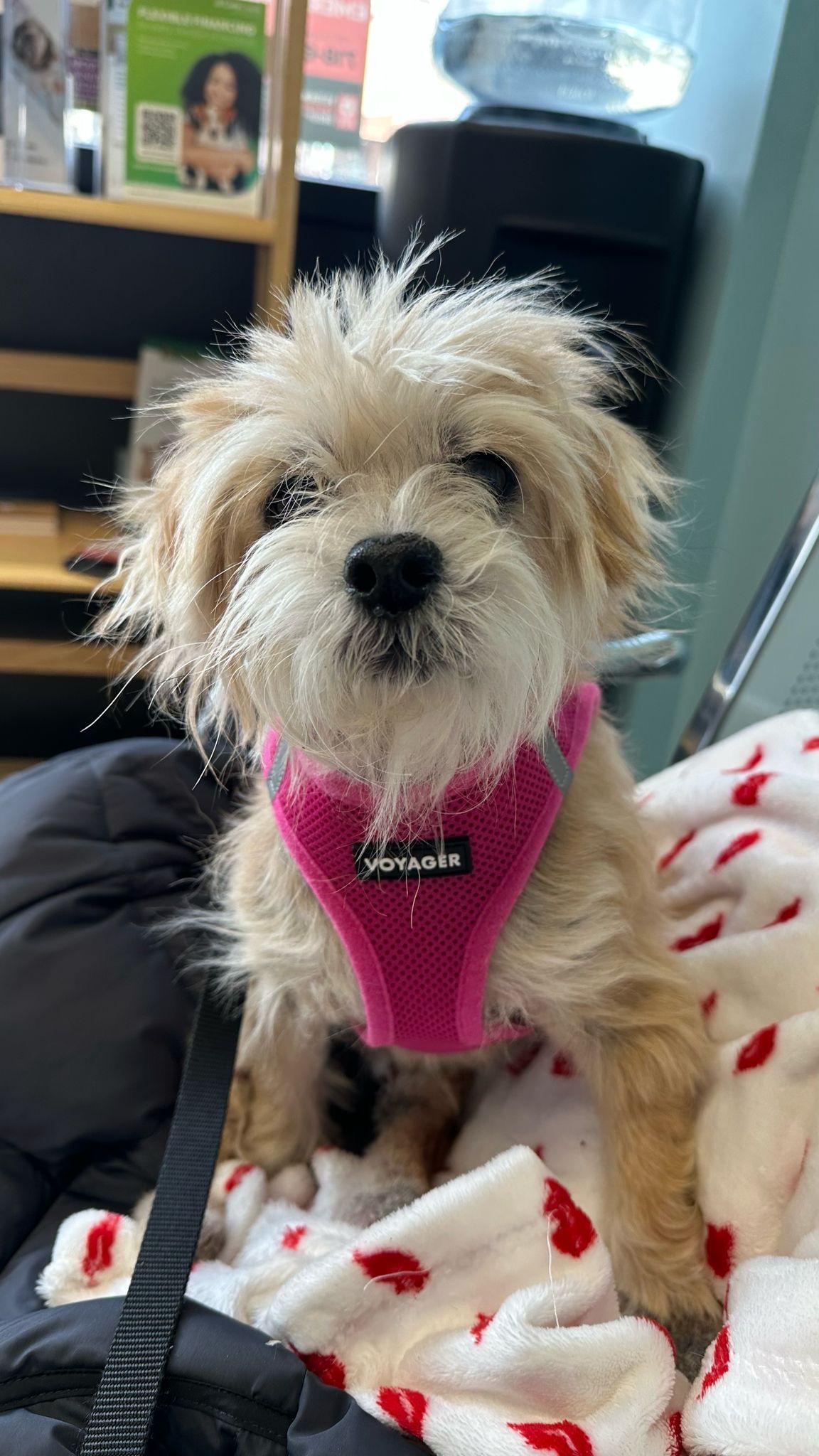 Enlarge Bear the cuddler, a Adoptable mixed breed in Brooklyn, NY image 1/5