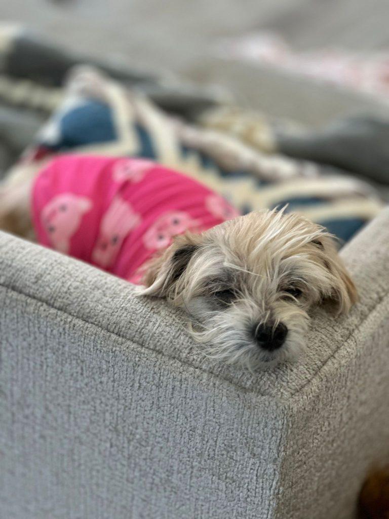 Enlarge Bear the cuddler, a Adoptable mixed breed in Brooklyn, NY image 3/5