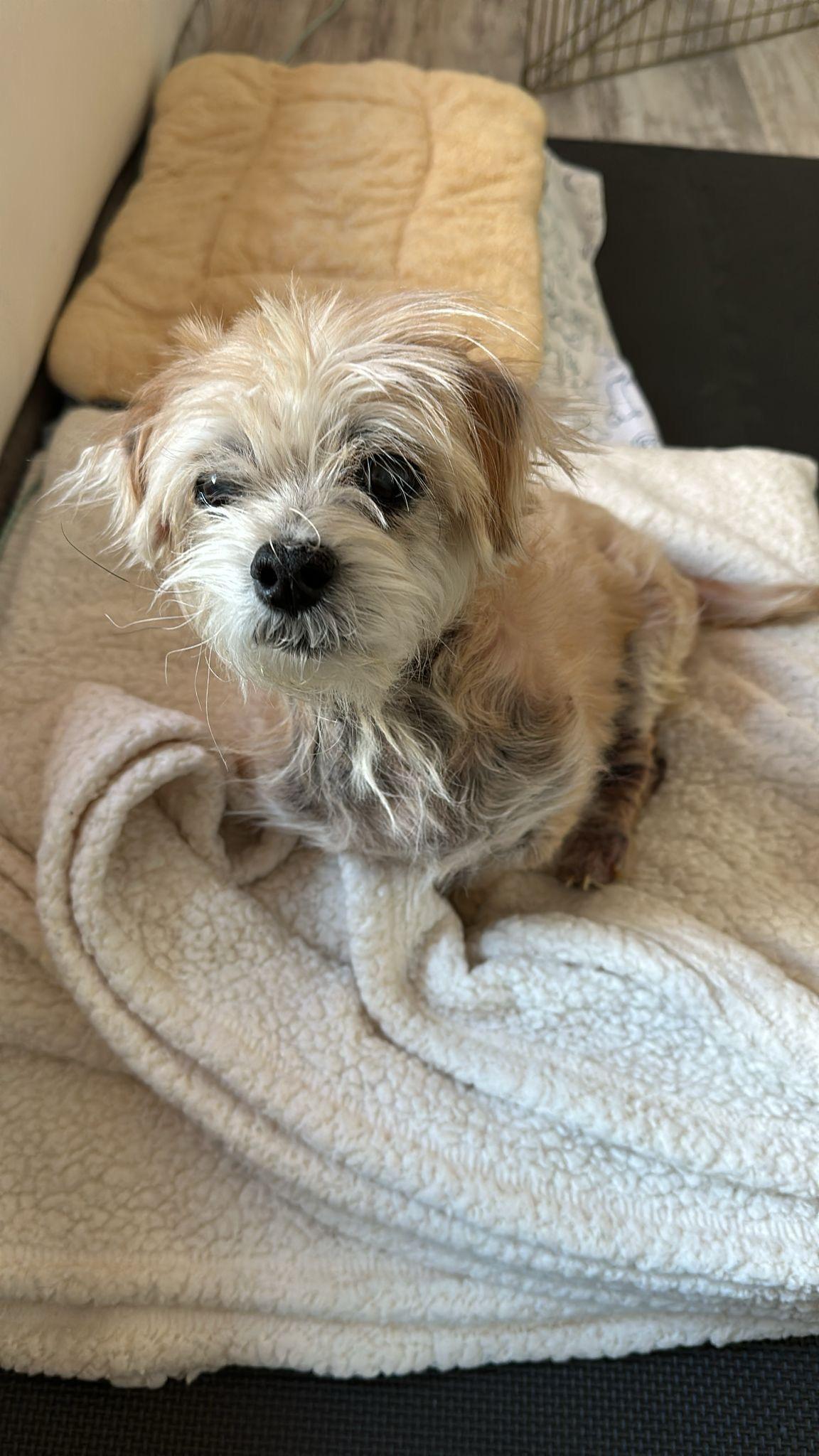 Enlarge Bear the cuddler, a Adoptable mixed breed in Brooklyn, NY image 2/5