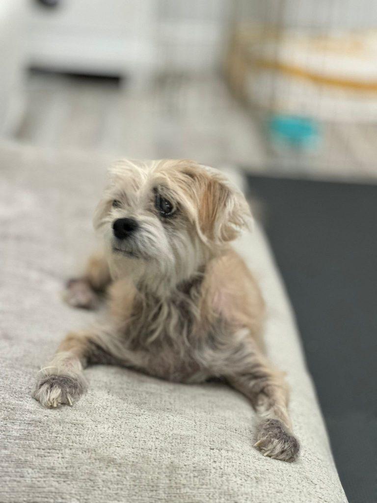 Enlarge Bear the cuddler, a Adoptable mixed breed in Brooklyn, NY image 4/5