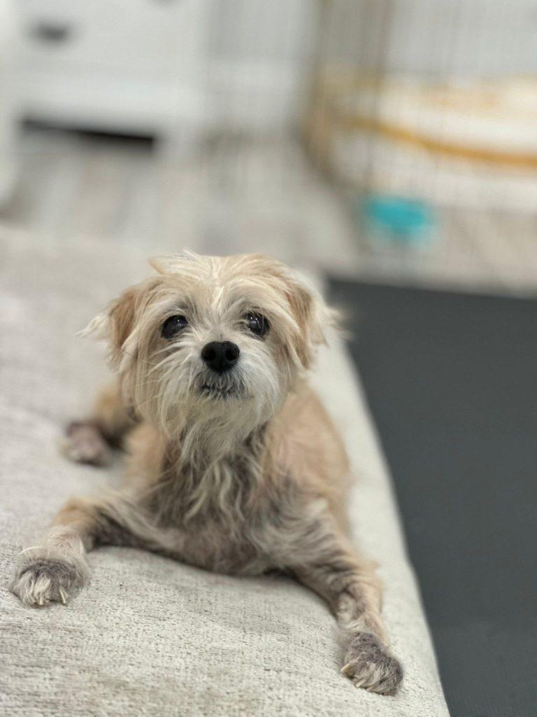 Enlarge Bear the cuddler, a Adoptable mixed breed in Brooklyn, NY image 5/5