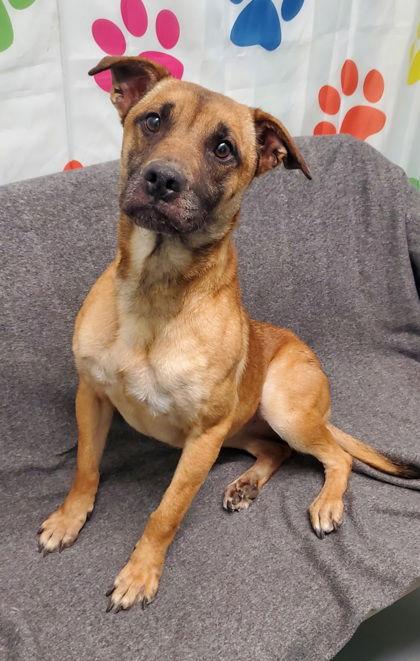 Enlarge Kiara (6951), a Adoptable Shepherd in Lake City, MI image 1/1