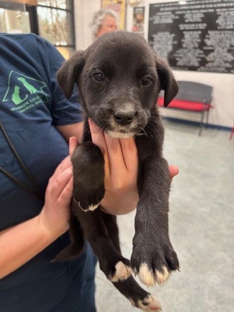 Enlarge MILEY, a Adoptable mixed breed in Warrenton, NC image 1/1