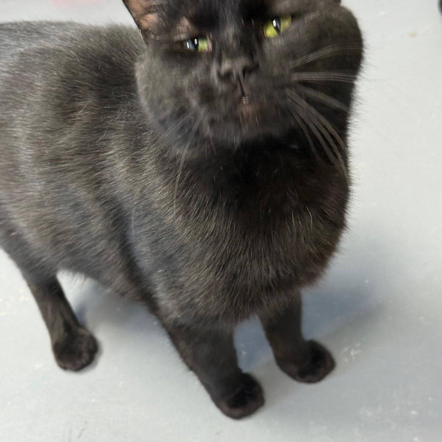 Ike, Adoptable, Adult Male Domestic Short Hair.