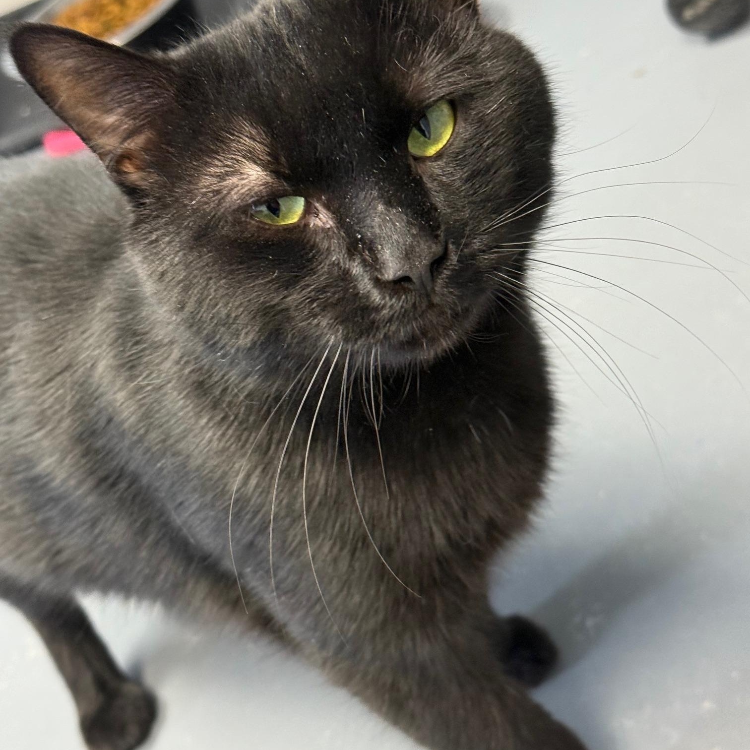 Ike, a Adoptable Domestic Short Hair in Franklin, PA image 2/3