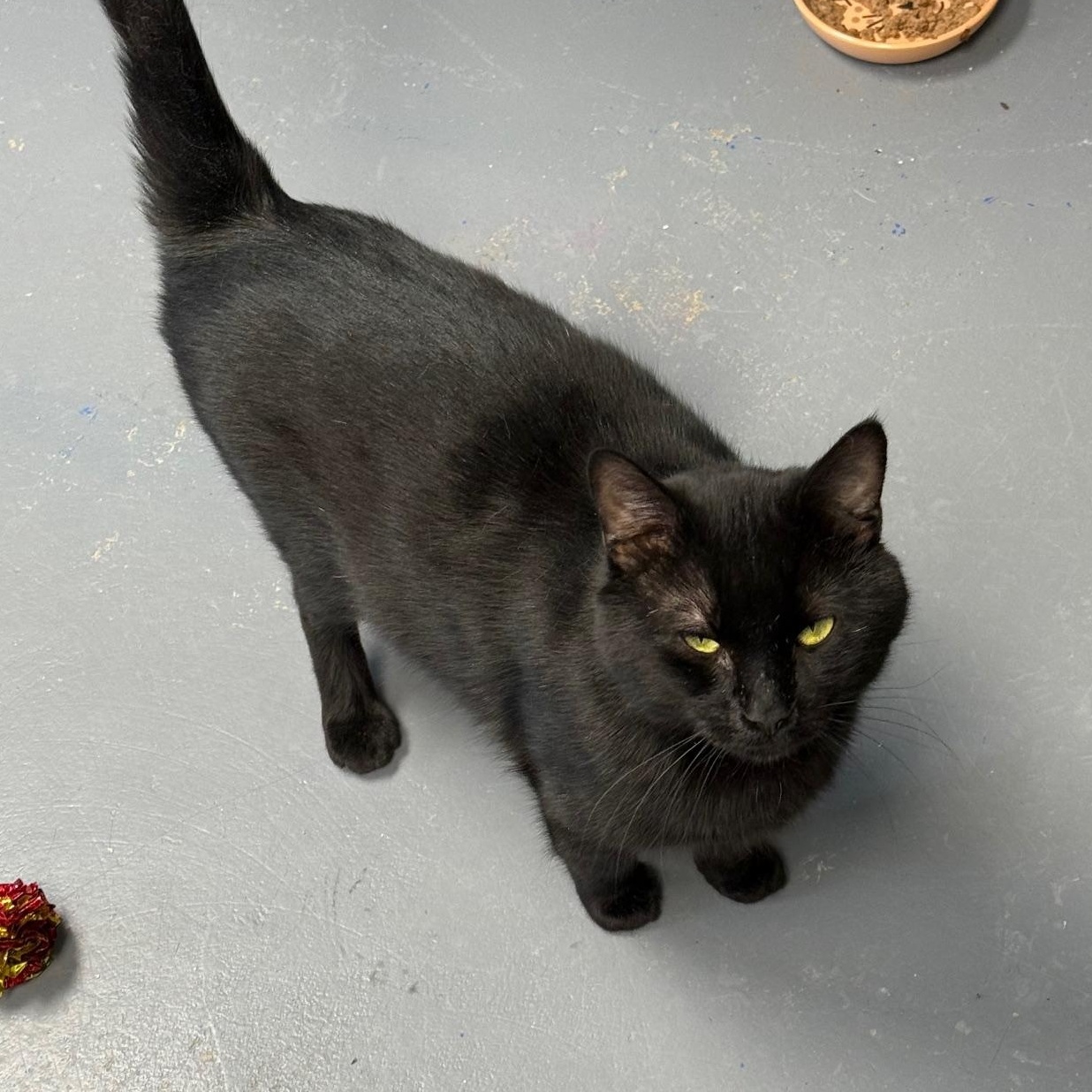 Ike, a Adoptable Domestic Short Hair in Franklin, PA image 3/3