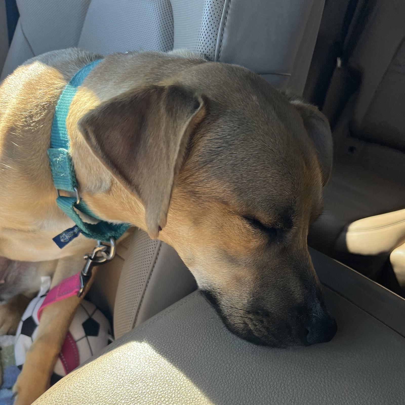 Half Pint, Adoptable, Adult Female Shepherd.