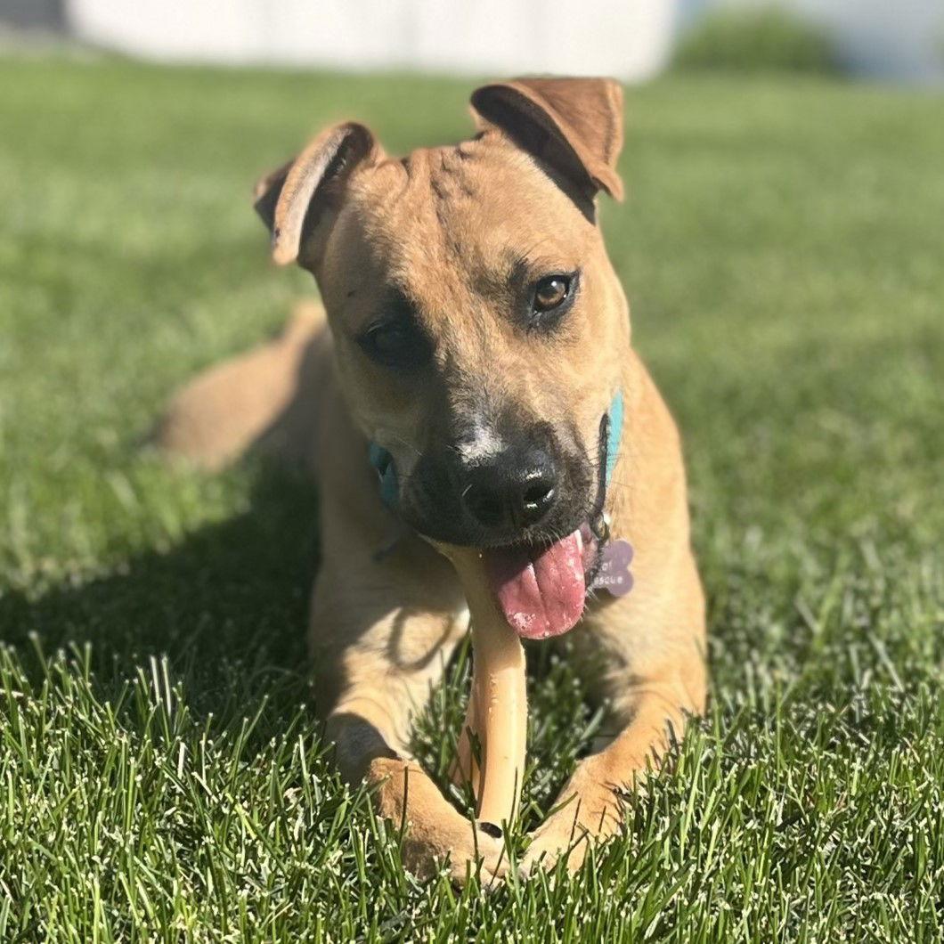 Enlarge Half Pint, a Adoptable Shepherd in Fargo, ND image 2/3