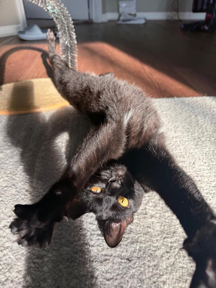 Astrid, Adoptable, Young Female Domestic Short Hair.