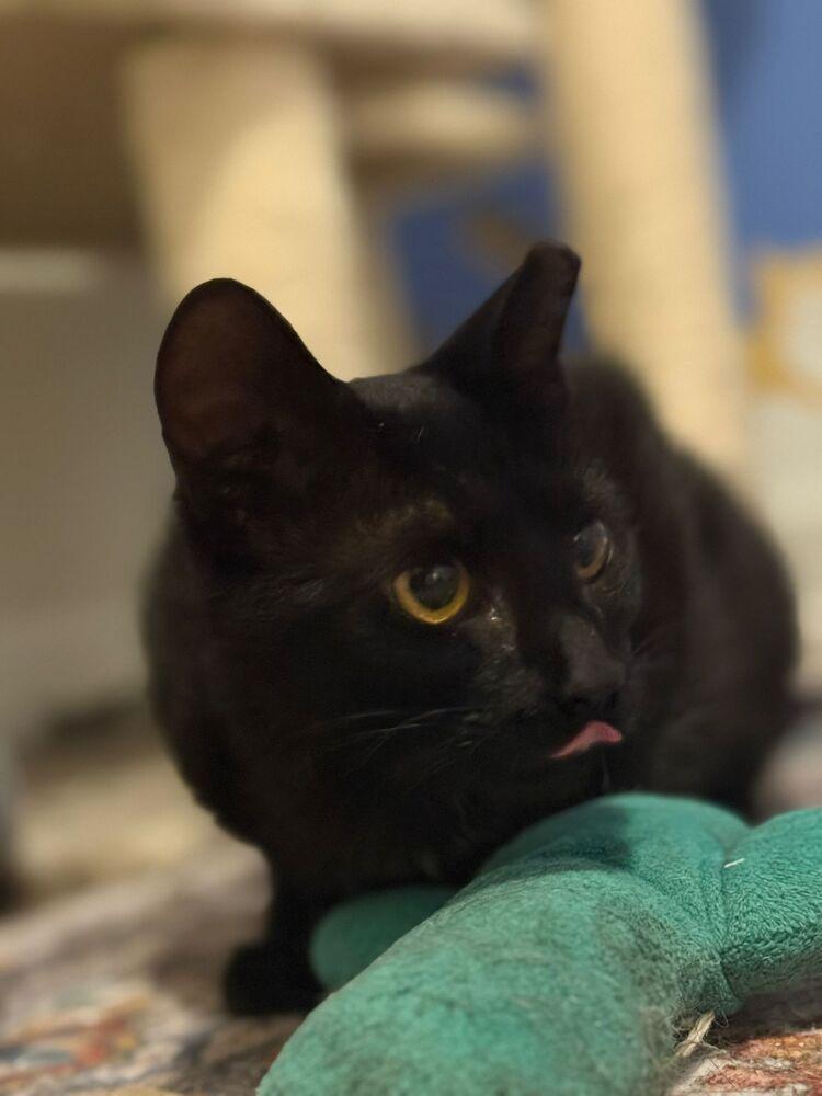 Enlarge Astrid, a Adoptable Domestic Short Hair in Oak Park, MI image 2/6