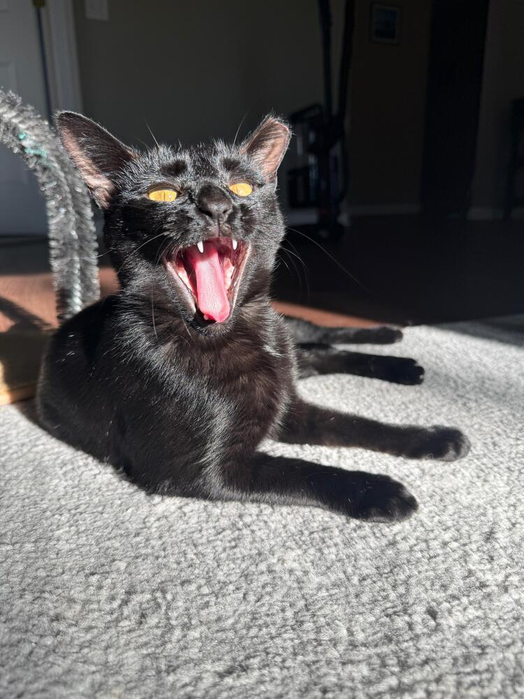 Enlarge Astrid, a Adoptable Domestic Short Hair in Oak Park, MI image 3/6