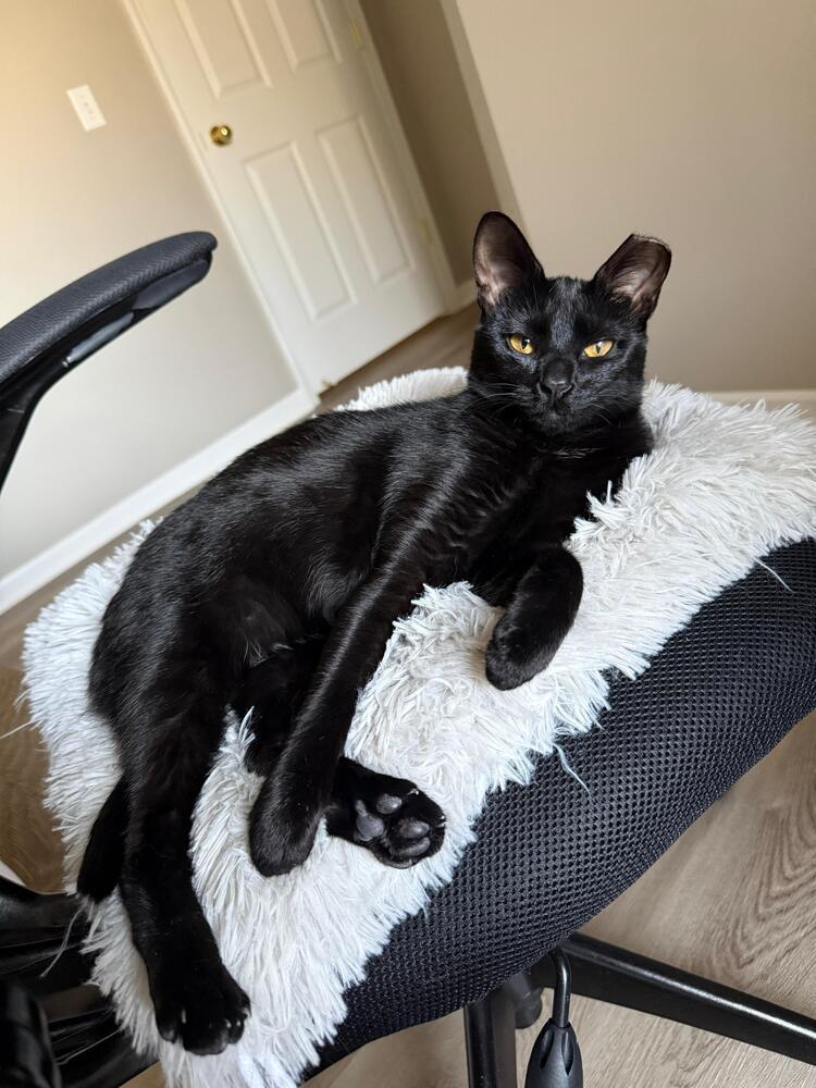 Enlarge Astrid, a Adoptable Domestic Short Hair in Oak Park, MI image 4/6