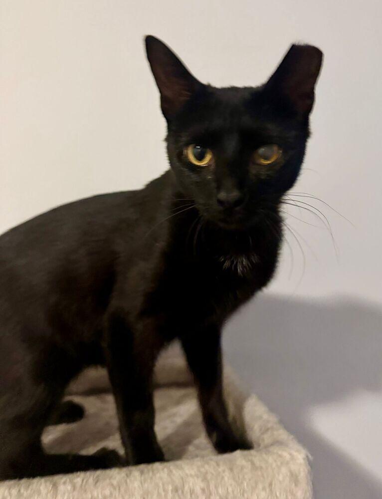 Enlarge Astrid, a Adoptable Domestic Short Hair in Oak Park, MI image 5/6