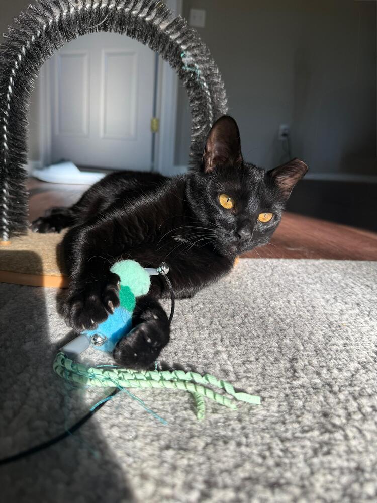 Enlarge Astrid, a Adoptable Domestic Short Hair in Oak Park, MI image 6/6