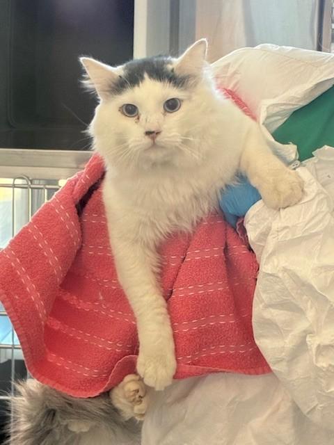 Enlarge JC, a Adoptable Domestic Long Hair in Brighton, CO image 1/1