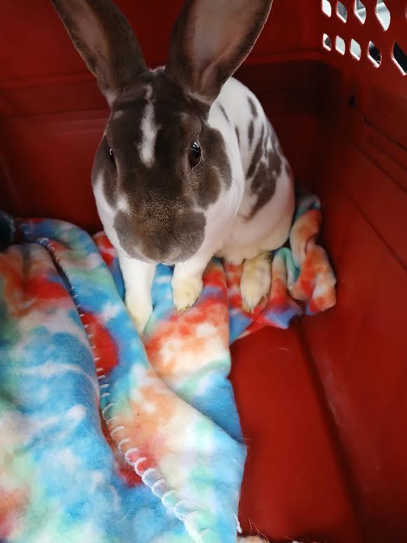 Enlarge Sal, a Adoptable Mini Rex in Dearborn, MO image 1/1